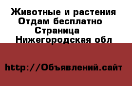 Животные и растения Отдам бесплатно - Страница 2 . Нижегородская обл.